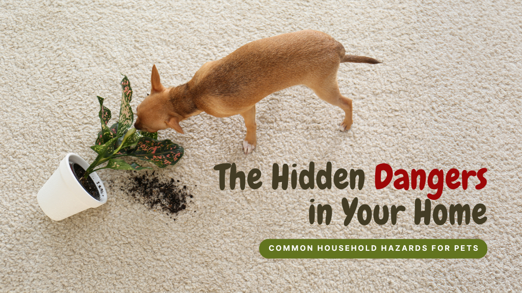 The Hidden Dangers in Your Home: Common Household Hazards for Pets The Hidden Dangers in Your Home: Common Household Hazards for Pets